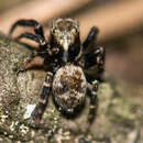 Image of Jumping spider