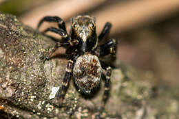 Imagem de Pseudeuophrys erratica (Walckenaer 1826)