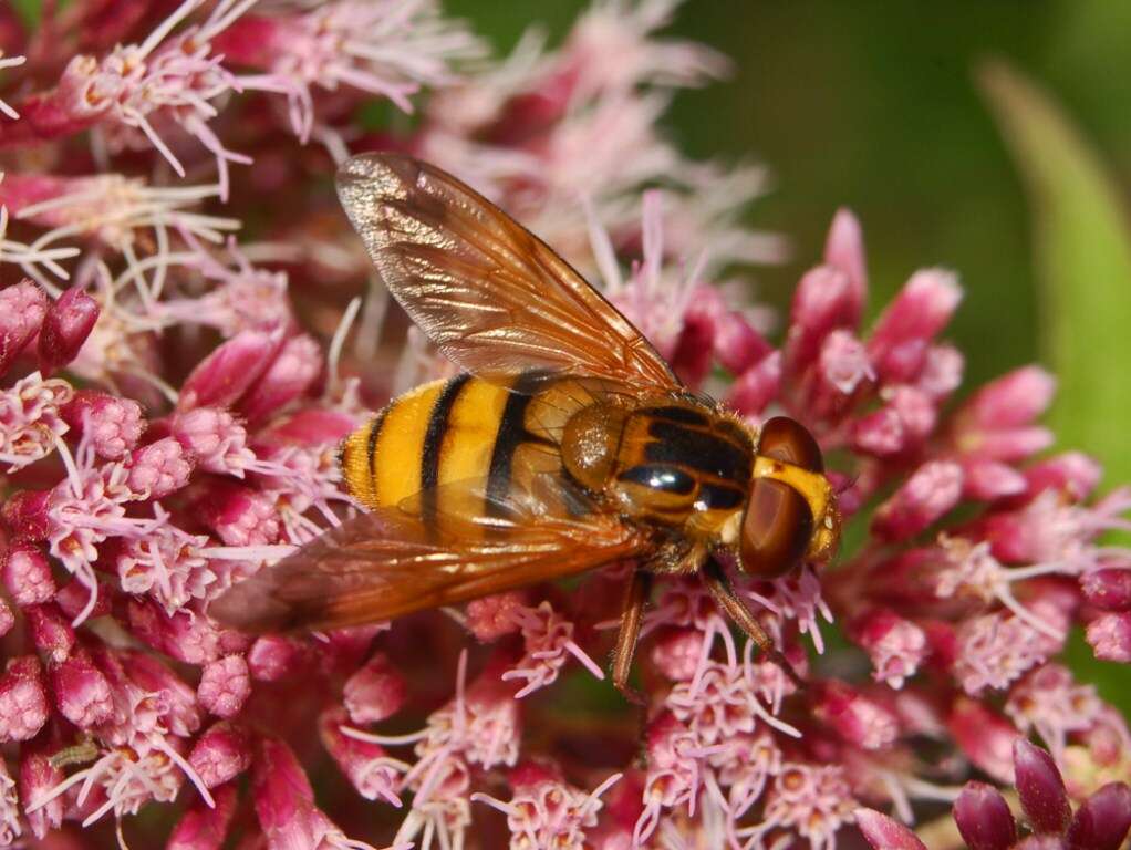 Image of lesser hornet hoverfly