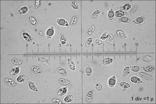 Image of Clavariadelphus truncatus Donk 1933