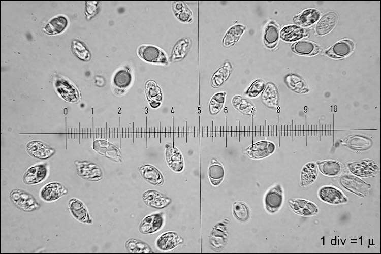 Image of Clavariadelphus truncatus Donk 1933