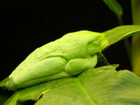 Image of Red-eyed Green Treefrog