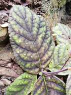 Image of Gloxinia erinoides (DC.) Roalson & Boggan