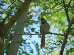 Image of Sooty-fronted Spinetail