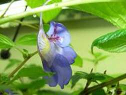 Image of Blue-flowered Impatiens