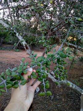 Image of Sideroxylon obtusifolium subsp. obtusifolium