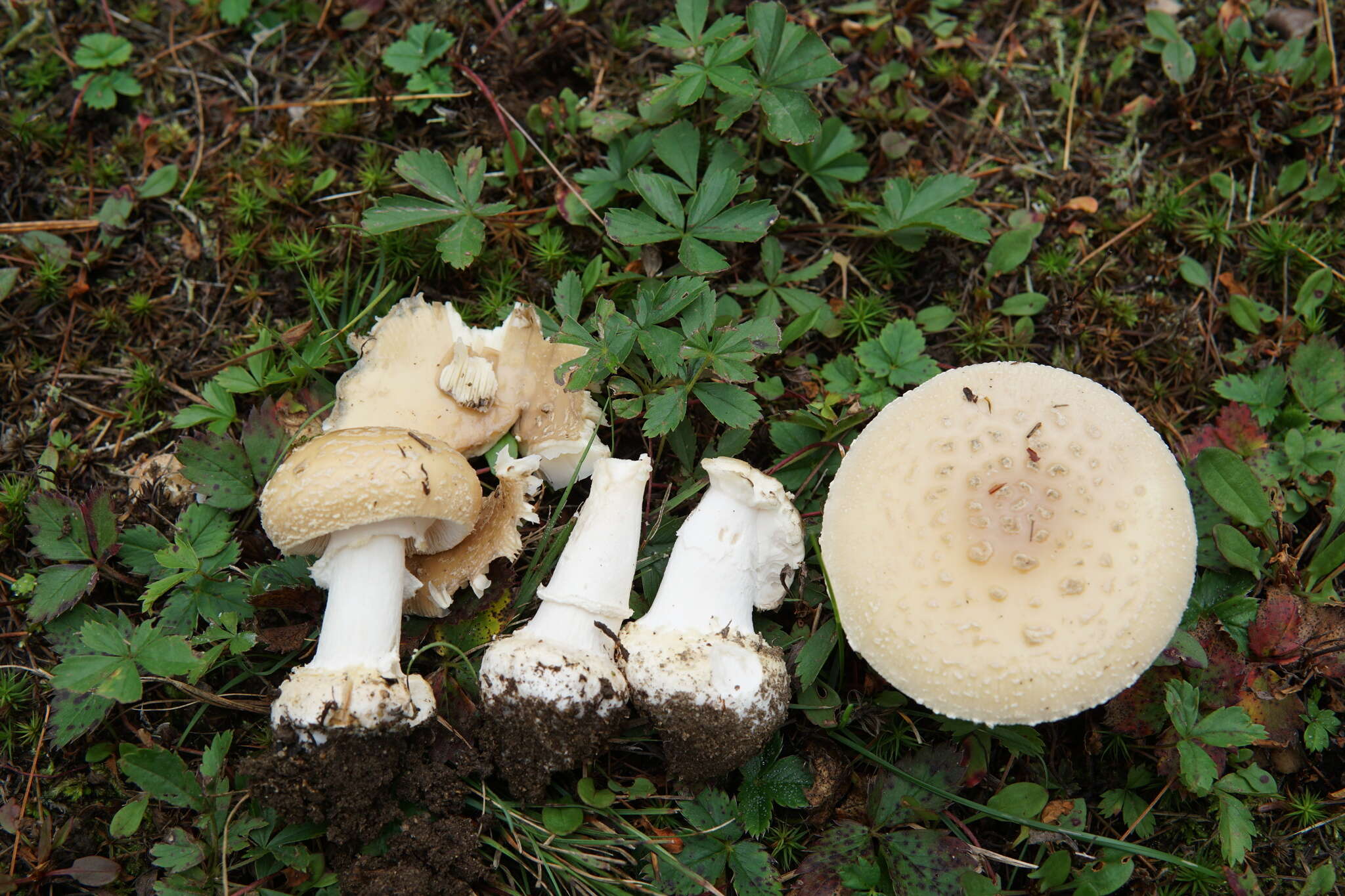 Image of Amanita crenulata Peck 1900