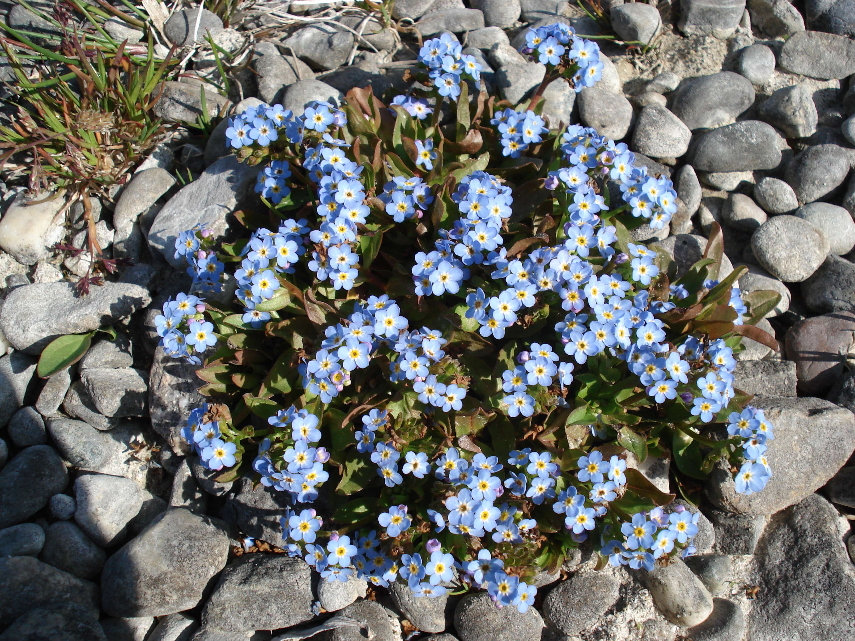 Image of Myosotis rehsteineri Warten.