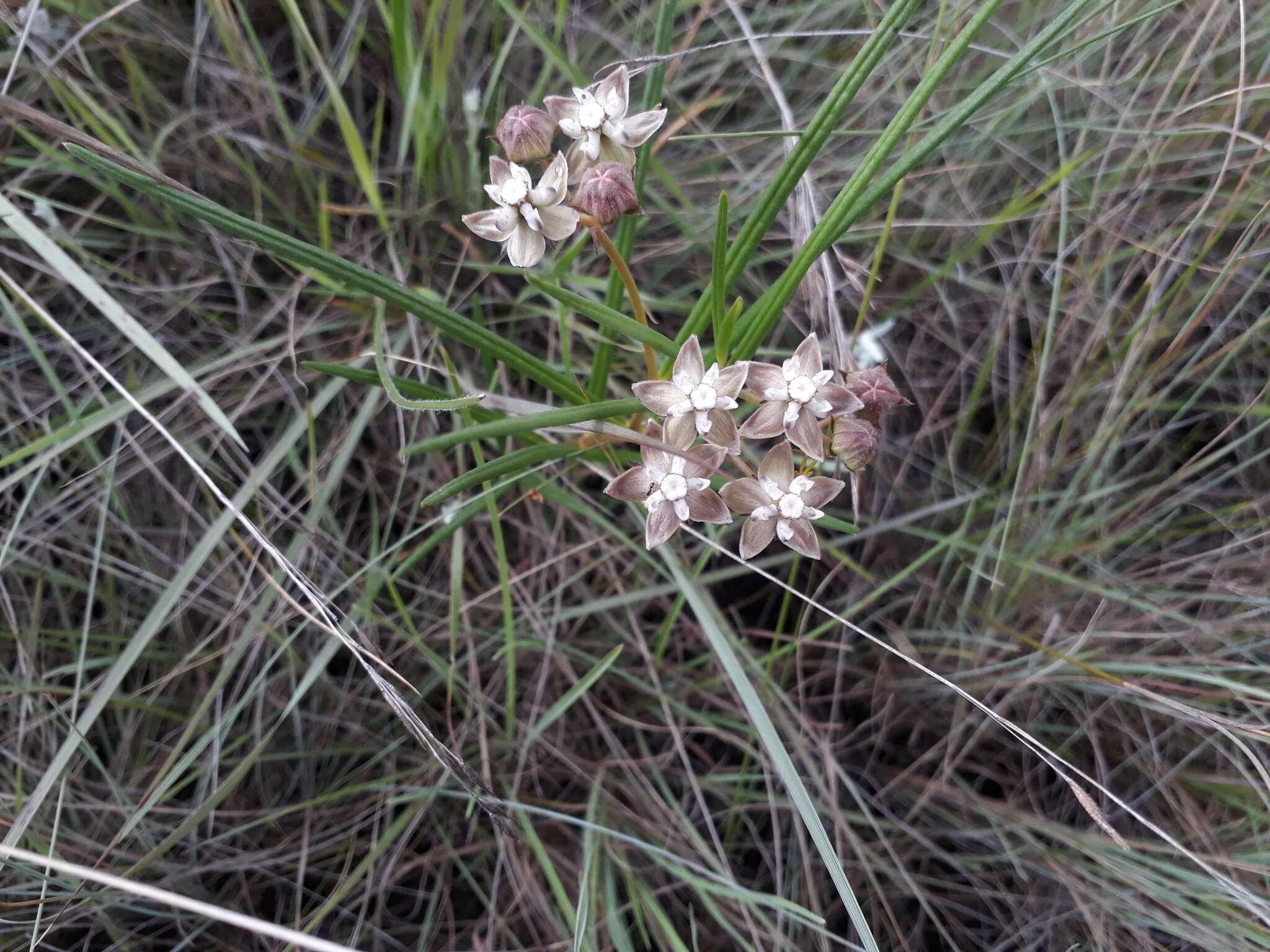 Image of Hooded meadow-star