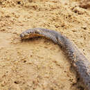 Image of South American Pond Snake