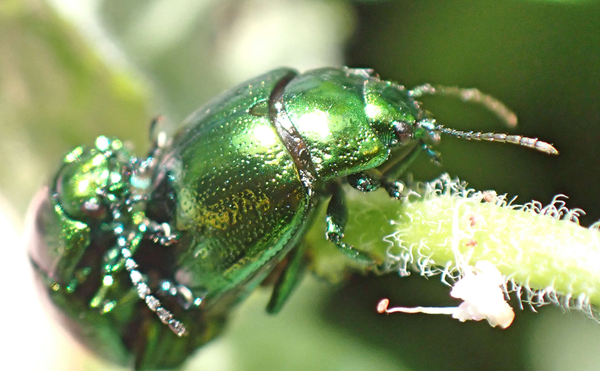 Image of <i>Chrysolina viridana</i>