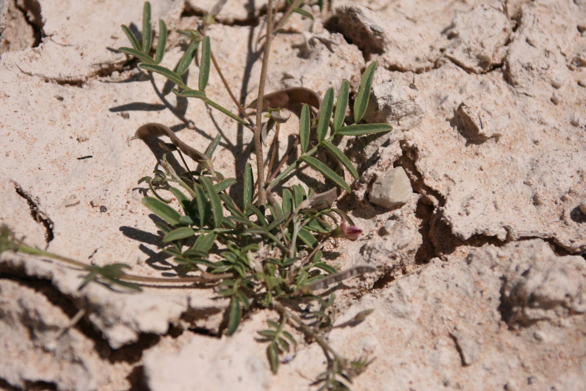 Image de Lessertia pauciflora Harv.