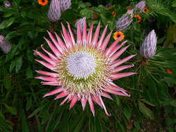 Imagem de Protea cynaroides (L.) L.