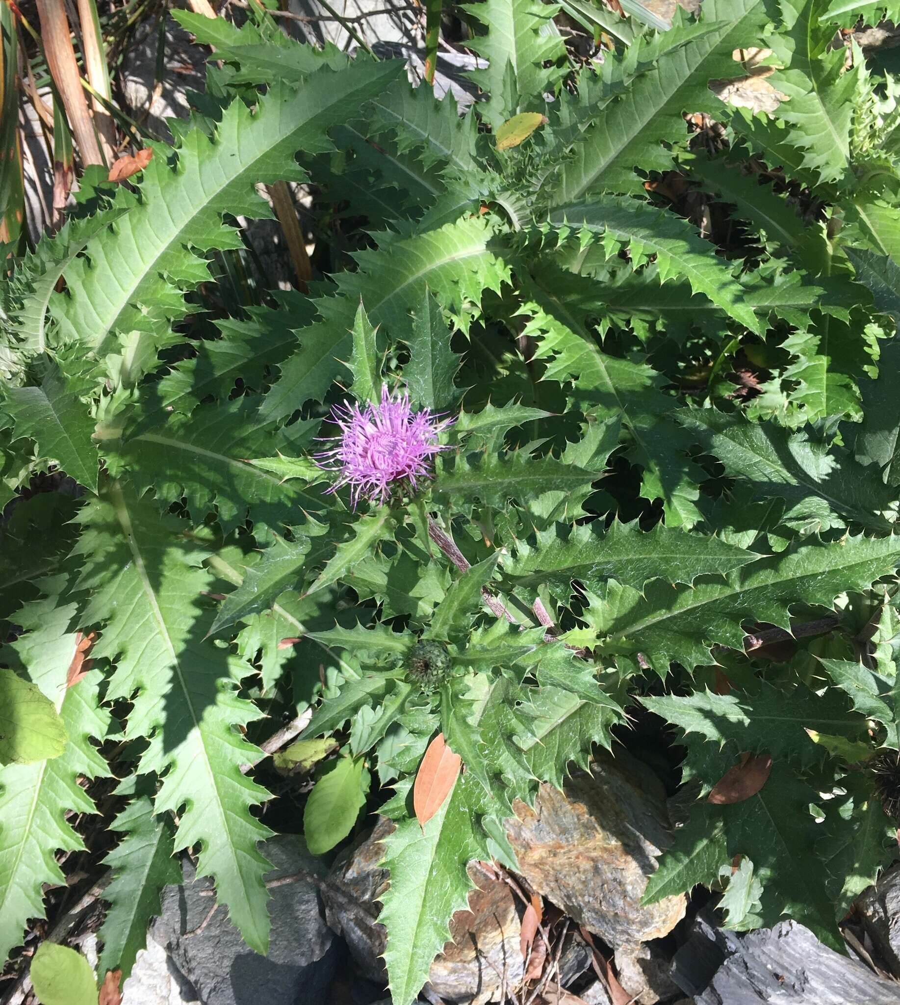 Imagem de Cirsium morii