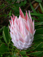 Imagem de Protea cynaroides (L.) L.