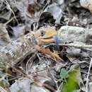 Image of Texas Alligator Lizard