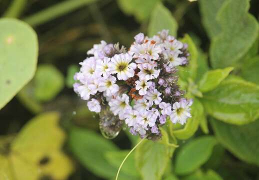 Imagem de Heliotropium arborescens L.