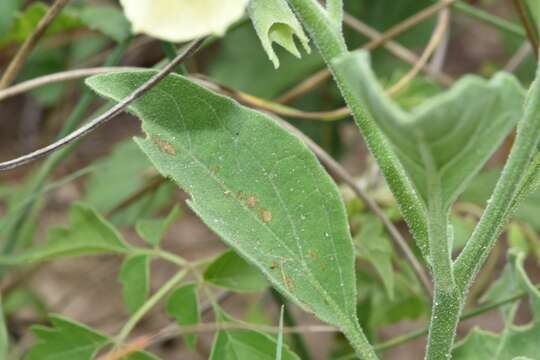 Image de Physalis spathulifolia (Torr.) B. L. Turner