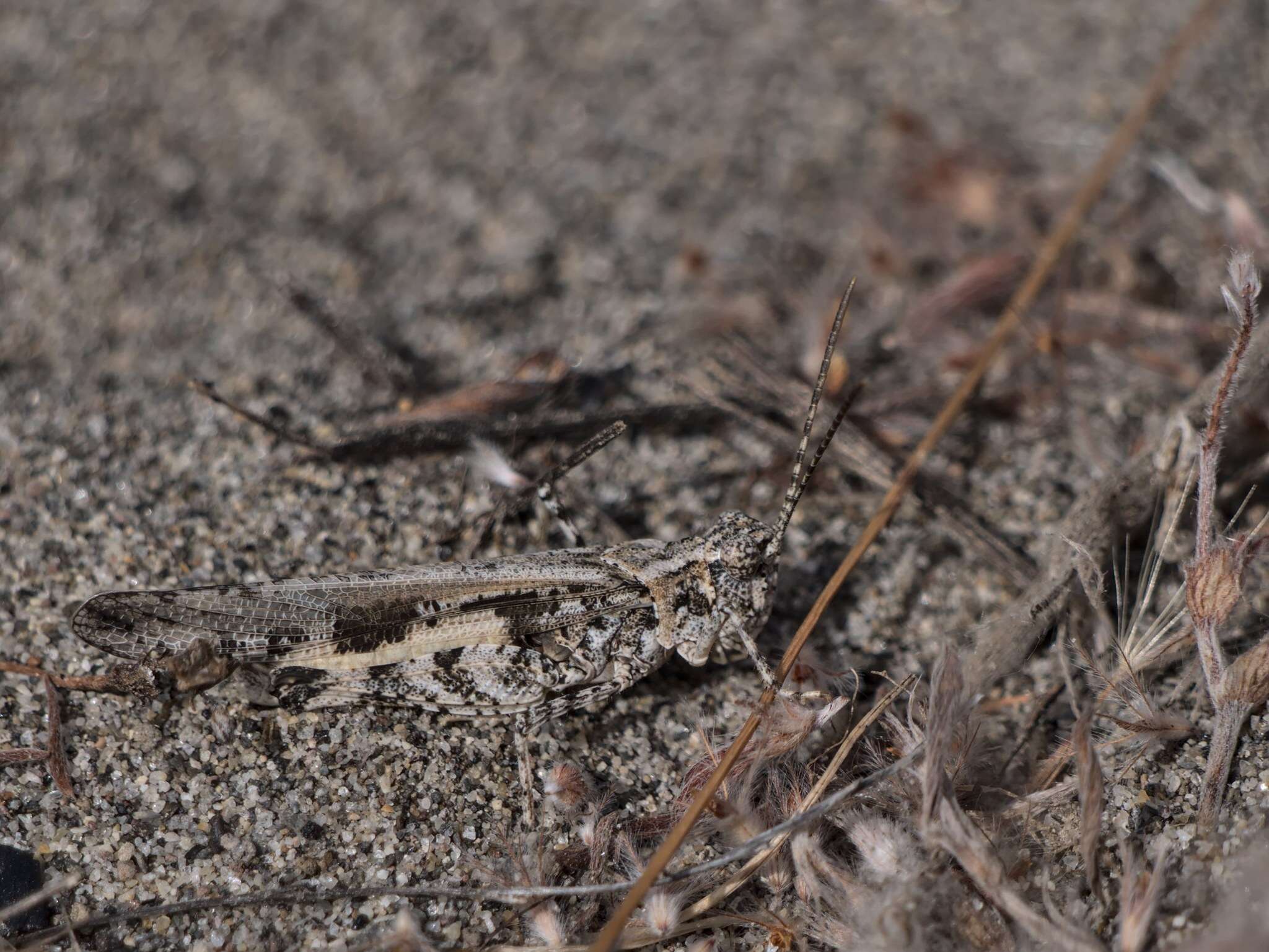 Image of Cristate Grasshopper