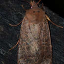 Image of Variable Sallow