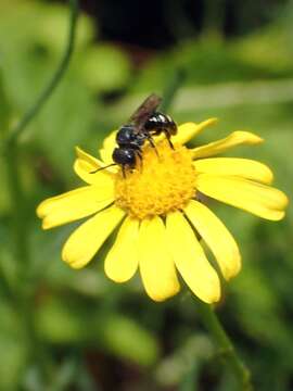 Image of Spotted Dark Bee