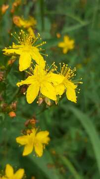 Plancia ëd Hypericum undulatum Schousboe ex Willd.