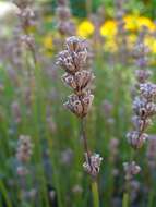 Image of English Lavendar