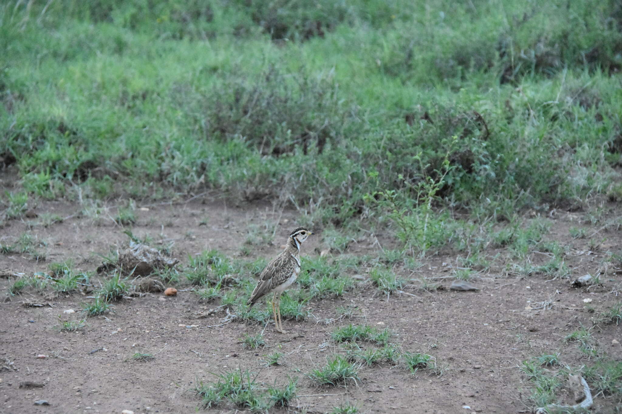 Image of Three-banded Courser