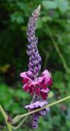 Слика од Pueraria montana var. lobata (Willd.) Sanjappa & Pradeep