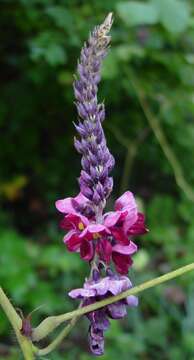 Слика од Pueraria montana var. lobata (Willd.) Sanjappa & Pradeep