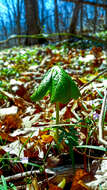 Image of mayapple