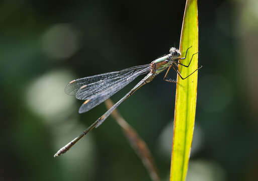 Image of Chalcolestes Kennedy 1920