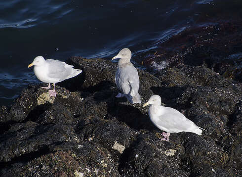 Image of Glaucous Gull