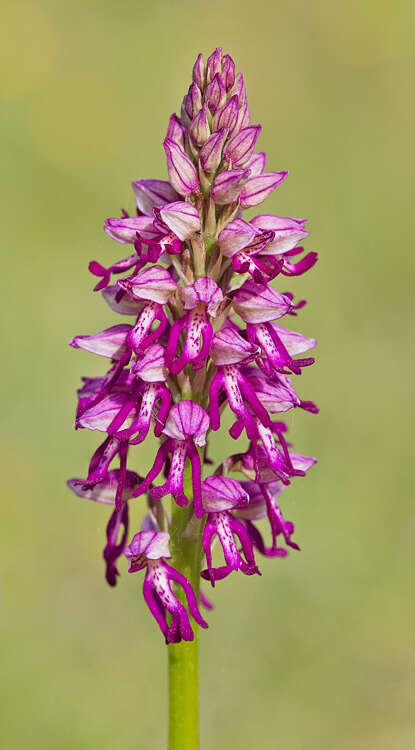 Image of Orchis bergonii Nanteuil