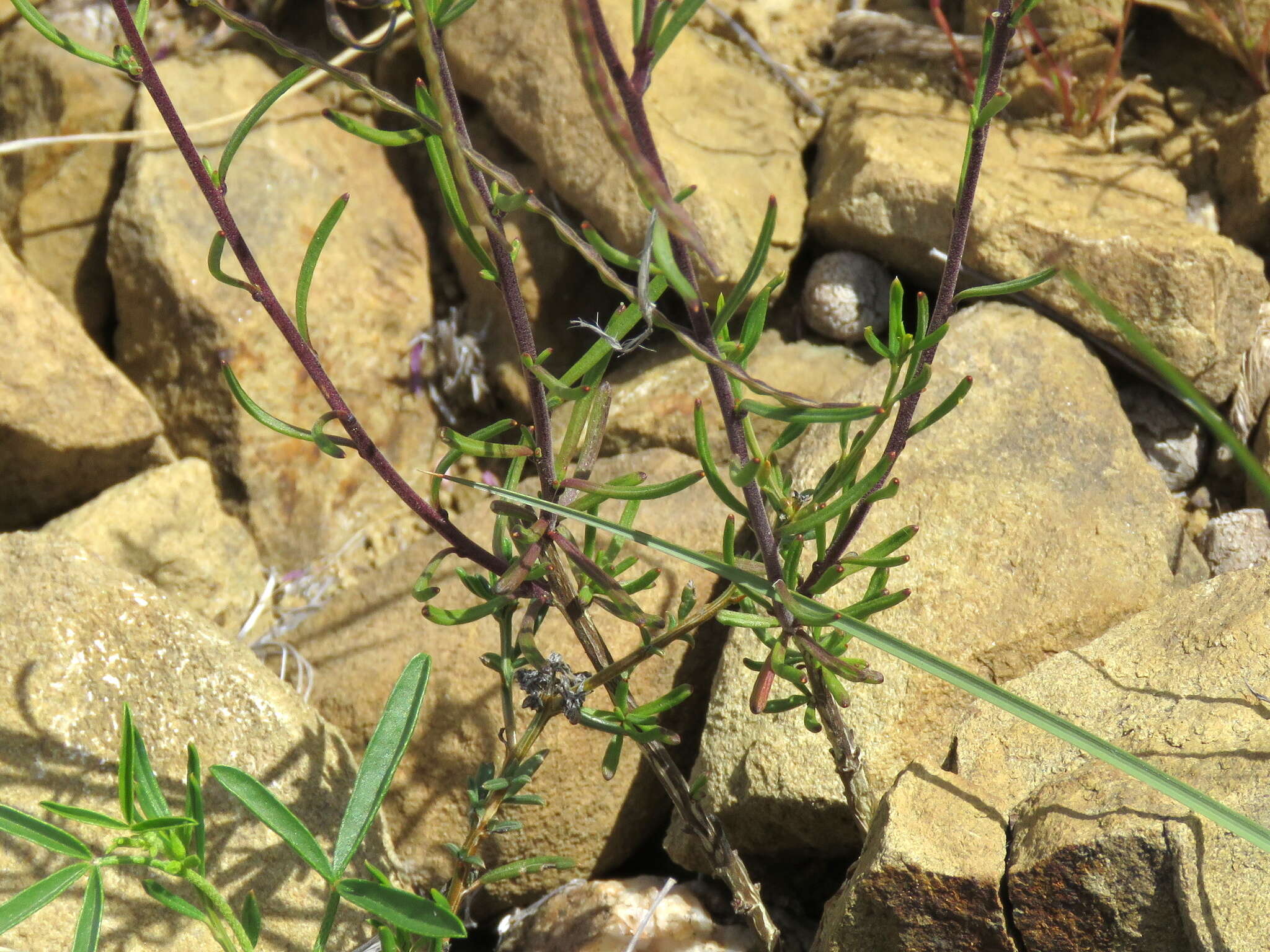 Image of Heliophila suavissima Burch. ex DC.