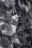 Image of European Shag