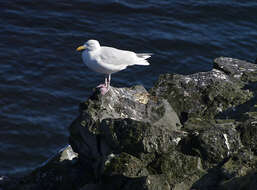 Image of Glaucous Gull