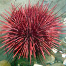 Image of Red sea urchin