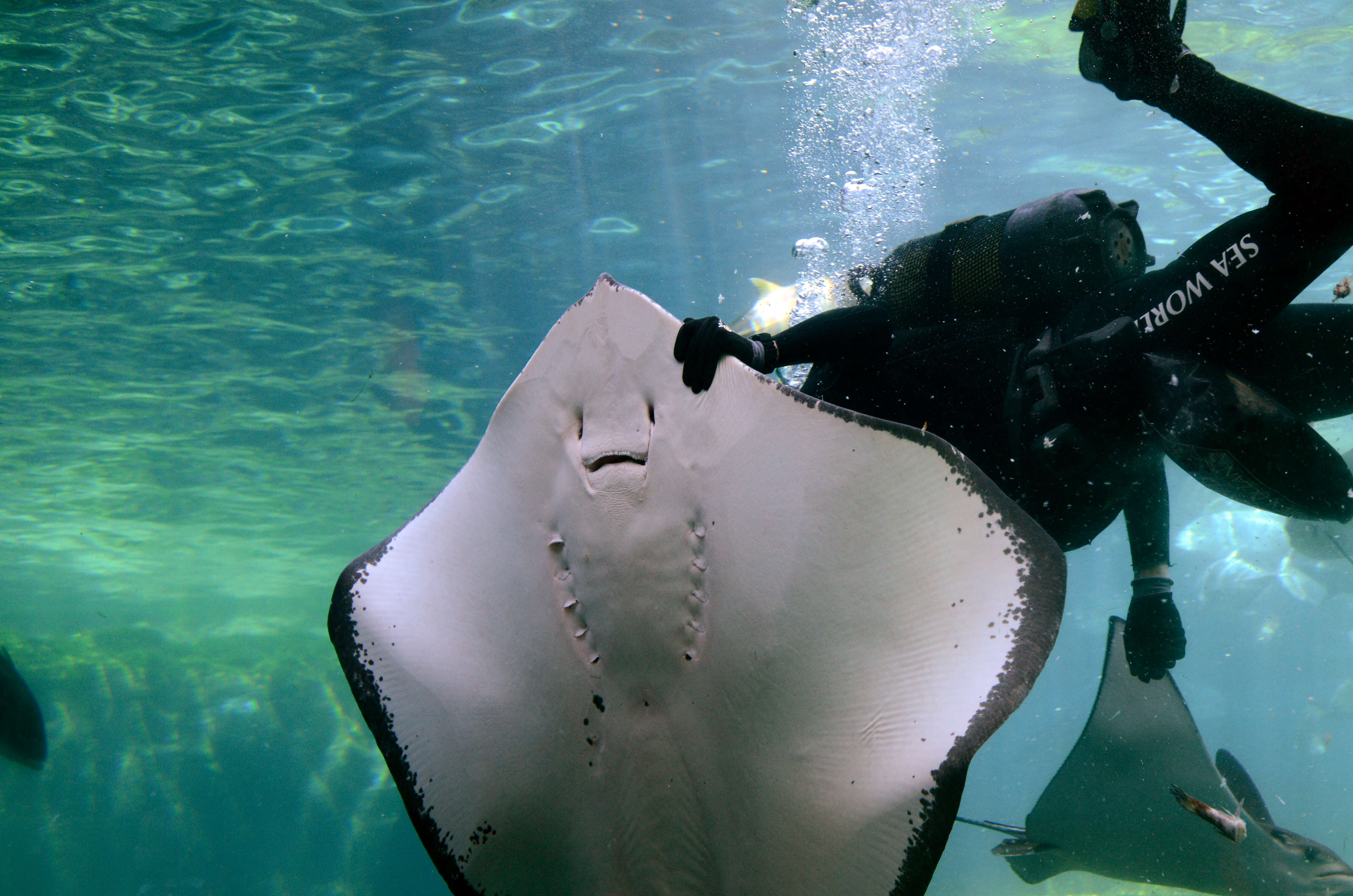 Image of Short-tail Stingray