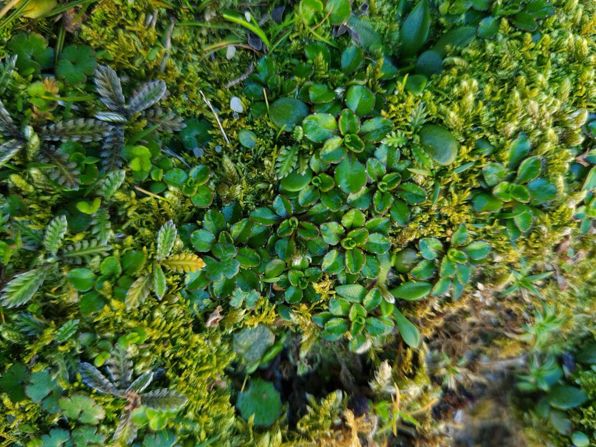 Image of Wahlenbergia congesta (Cheeseman) N. E. Br.