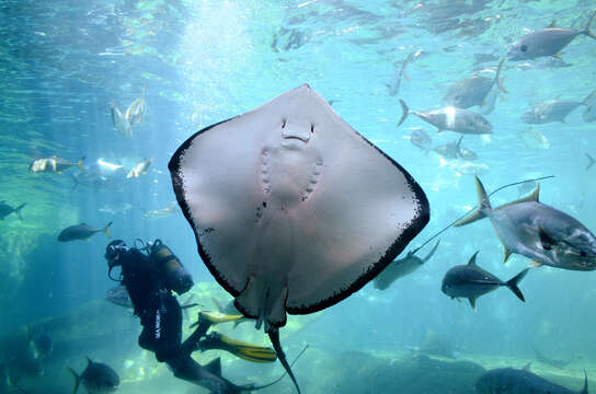 Image of Short-tail Stingray