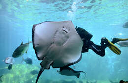 Image of Short-tail Stingray