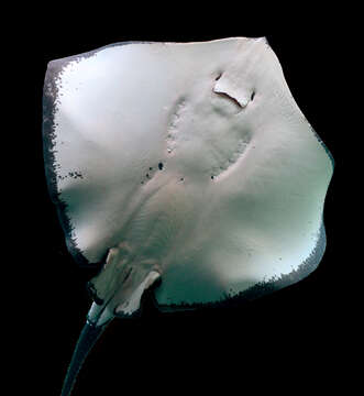 Image of Short-tail Stingray