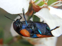 Image of Castiarina grata (Saunders 1869)