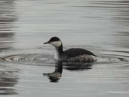 Image of Podiceps auritus auritus (Linnaeus 1758)