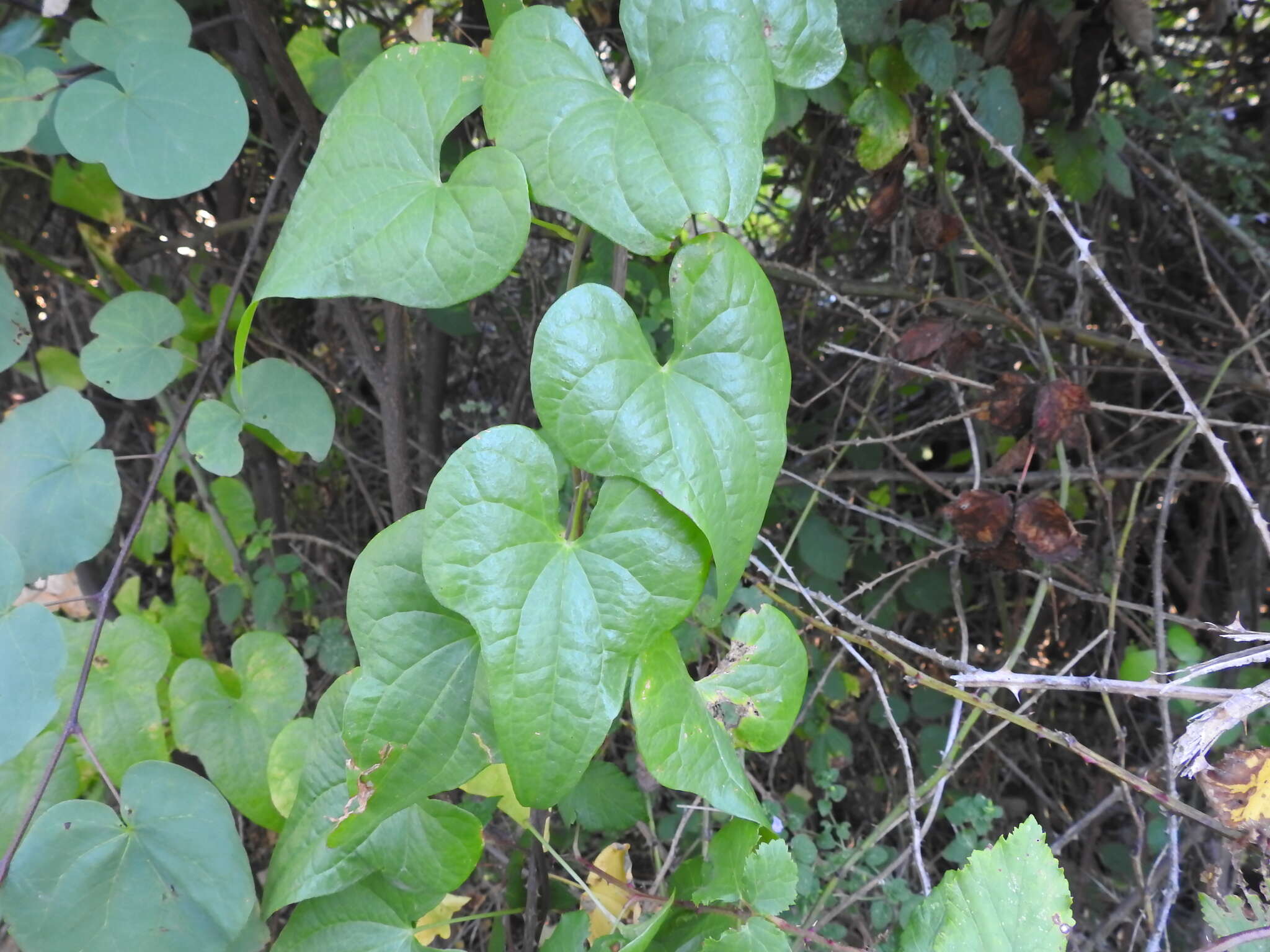 Image of Dioscorea communis (L.) Caddick & Wilkin