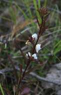 Image of sickletop lousewort