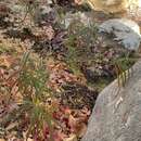 Image of Arizona milkweed