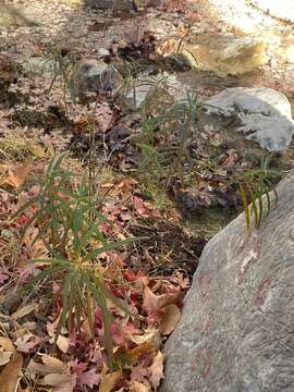 Asclepias angustifolia Schweig.的圖片