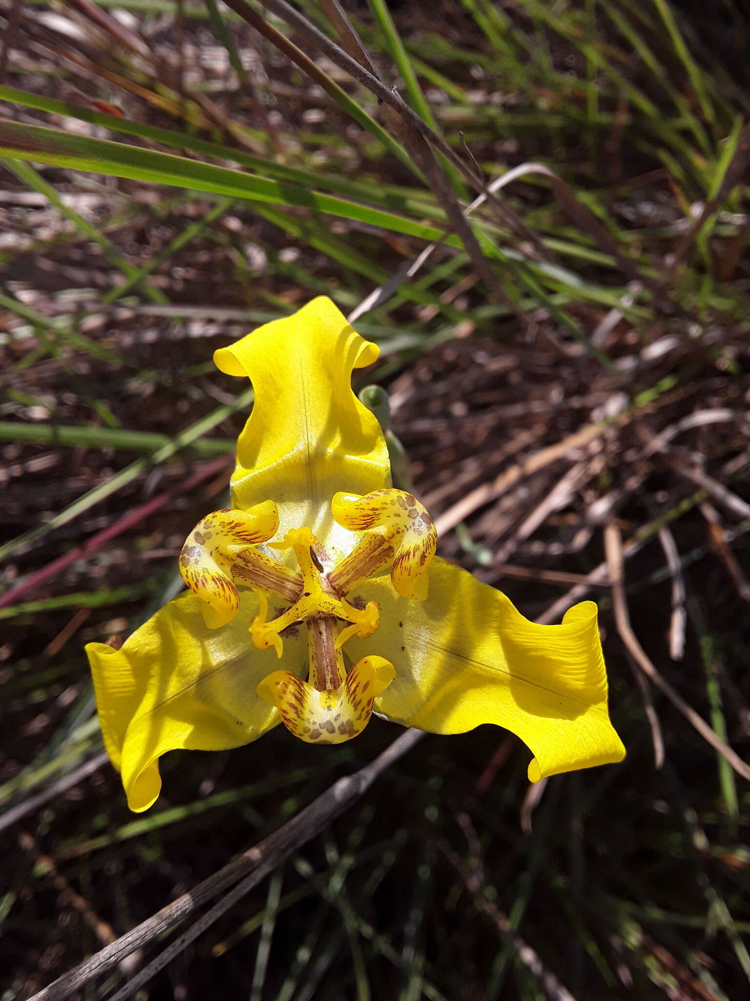 Image of Cypella armosa Ravenna